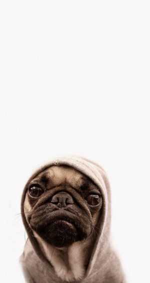 Pug Wallpaper