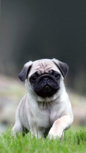 Pug Wallpaper