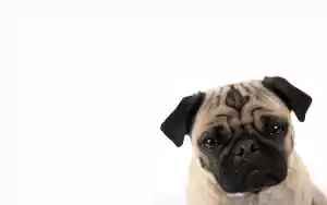 Pug Wallpaper Desktop