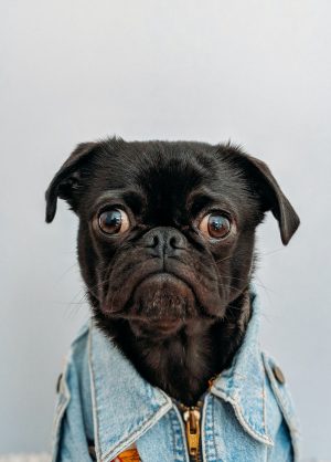 Pug Wallpaper 