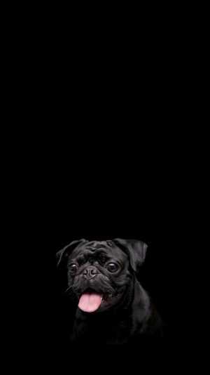 4K Pug Wallpaper 