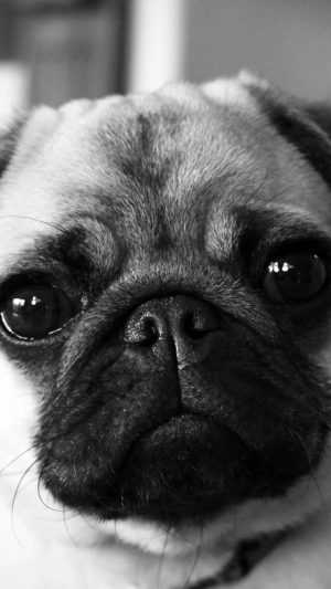 HD Pug Wallpaper