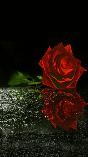 HD Roses Wallpaper