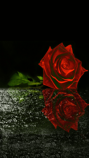 HD Roses Wallpaper 