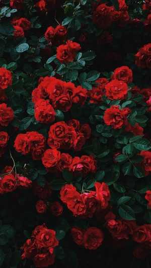 Roses Background