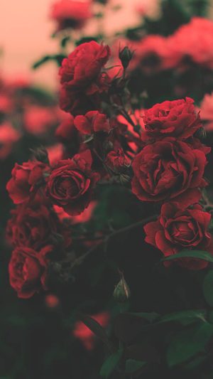 4K Roses Wallpaper 