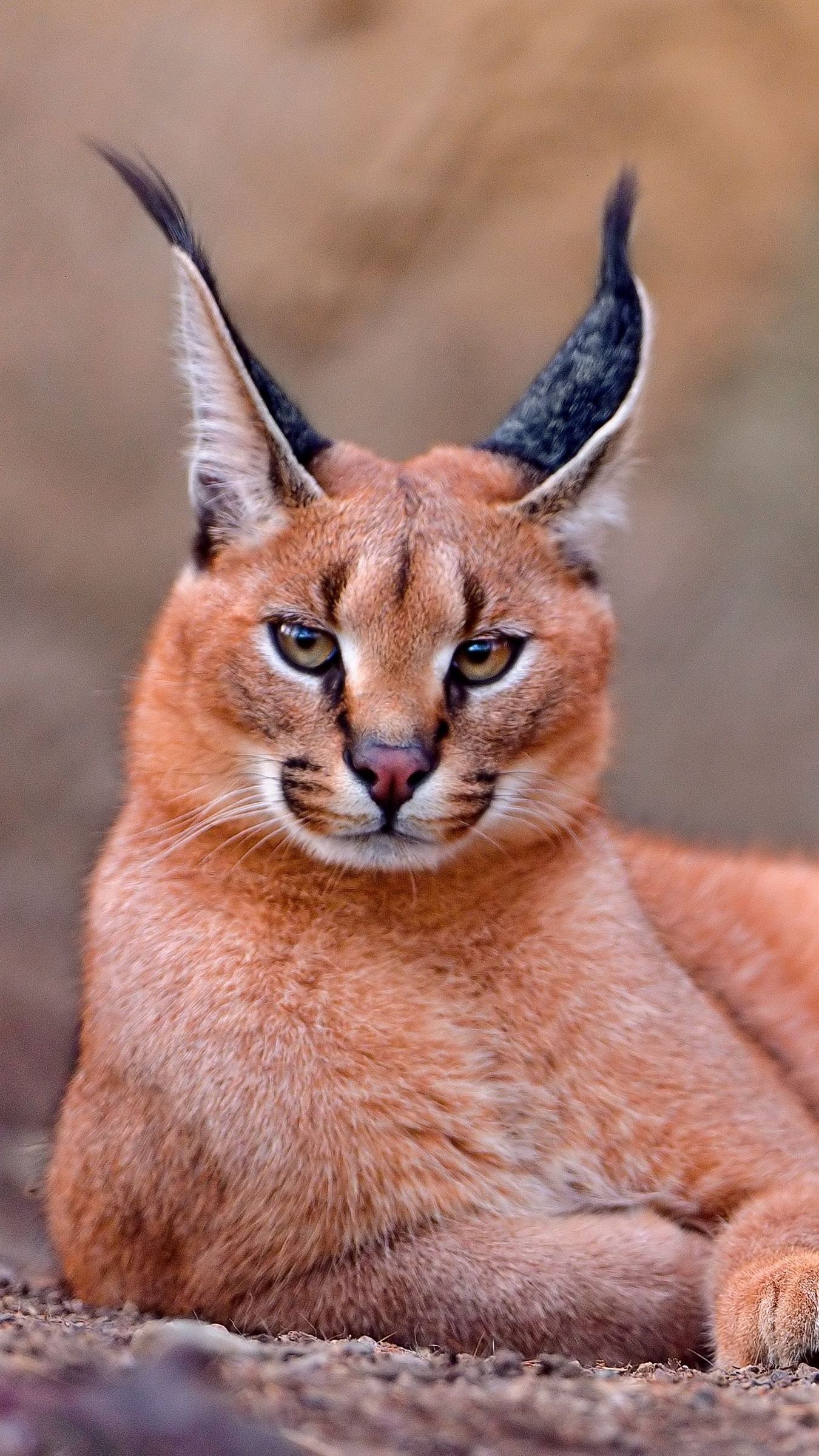 Big Floppa Wallpaper Explore more Animal, Big Floppa, Breed Cat, Caracal,  Cat wallpaper.