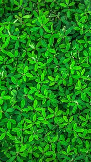 Green Wallpaper