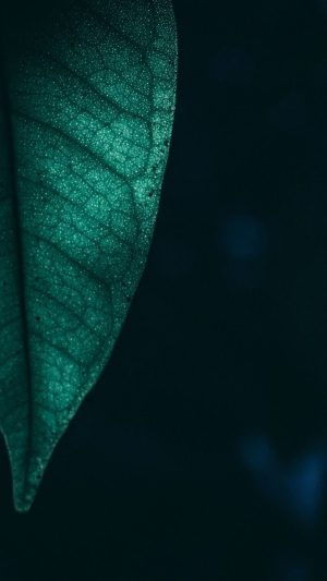 Green Wallpaper