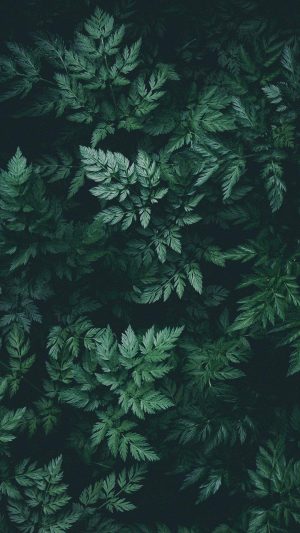 Green Wallpaper 