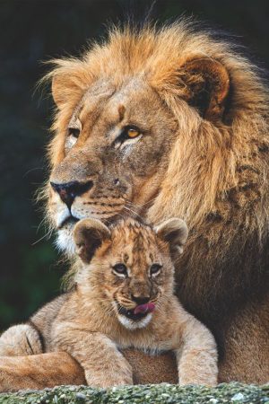 Baby Lion Wallpaper