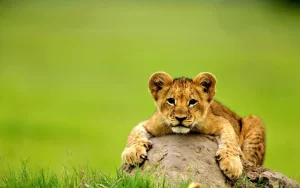 Desktop Baby Lion Wallpaper