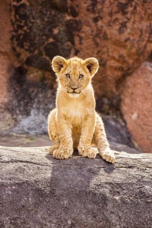 HD Baby Lion Wallpaper