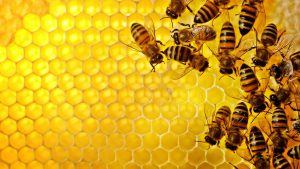 Desktop Bee Wallpaper