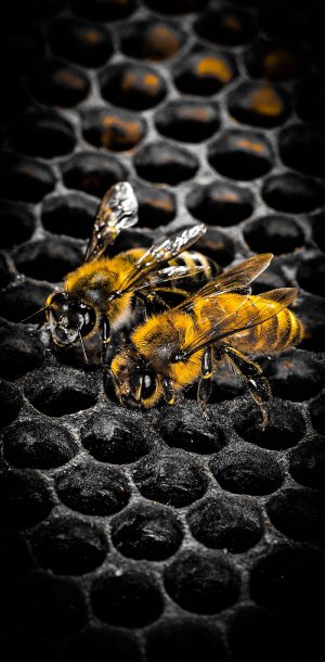 HD Bee Wallpaper