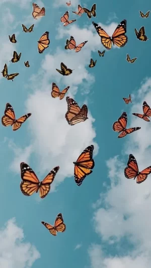 Butterflies Wallpaper 