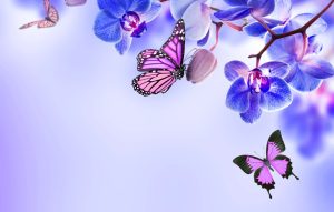 Desktop Butterflies Wallpaper 