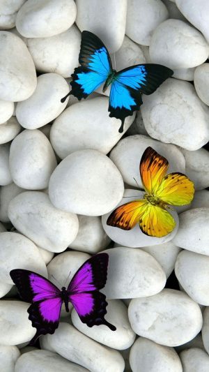 Butterflies Wallpaper