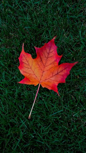 Maple Leaf Wallpaper