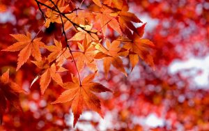 Desktop Maple Leaf Wallpaper