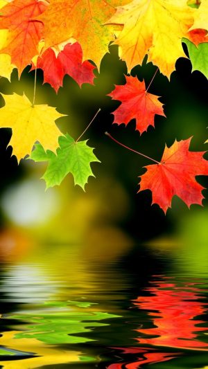 4K Maple Leaf Wallpaper 
