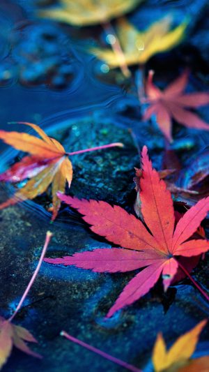 HD Maple Leaf Wallpaper