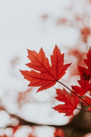 Maple Leaf Wallpaper 