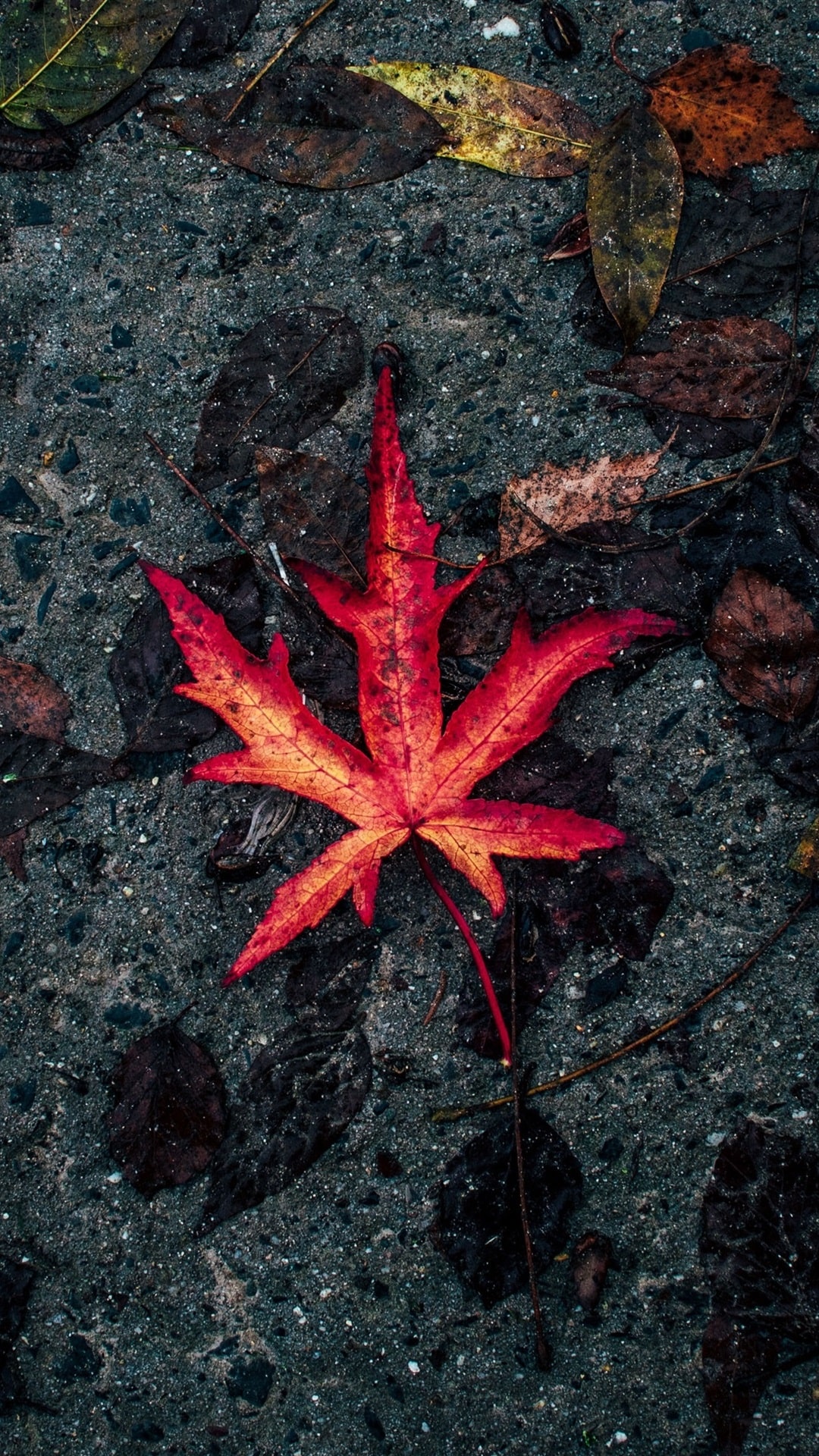 500+ Maple Leaf Pictures [HD] | Download Free Images on Unsplash