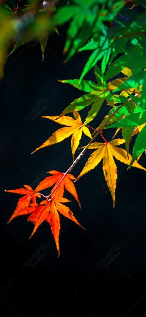 Maple Leaf Wallpaper