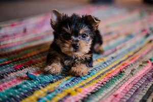 Desktop Puppy Wallpaper