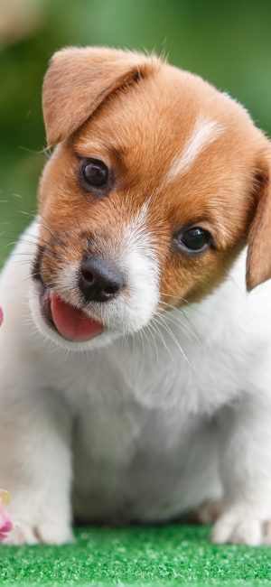 Puppy Background 