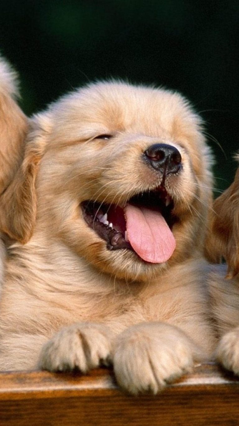 Puppy Wallpaper WhatsPaper