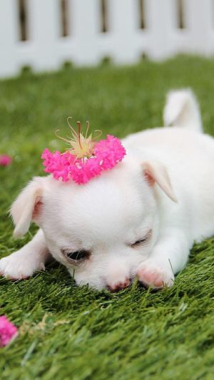 HD Puppy Wallpaper