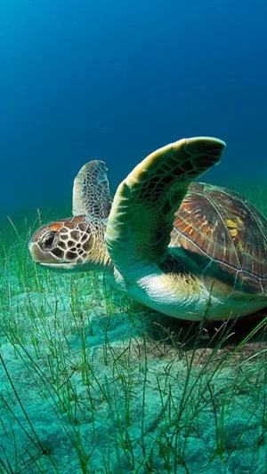 Sea Turtles Background