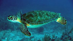 Desktop Sea Turtles Wallpaper