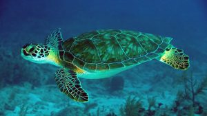 Desktop Sea Turtles Wallpaper 