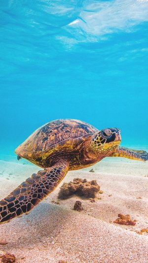 Sea Turtles Wallpaper