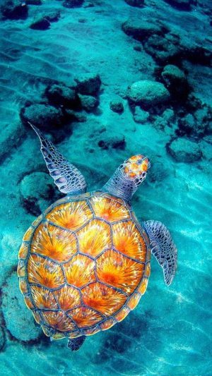 Sea Turtles Wallpaper 