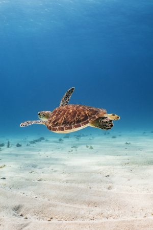 Sea Turtles Background 