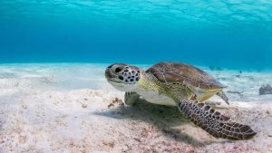 Desktop Sea Turtles Wallpaper