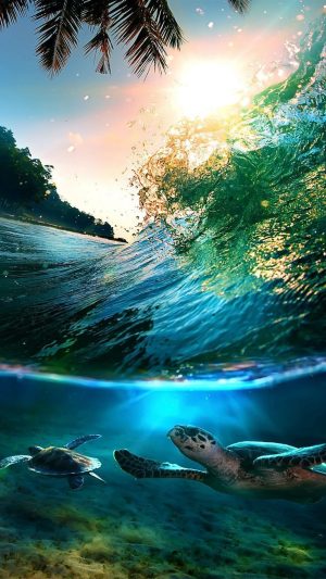 4K Sea Turtles Wallpaper