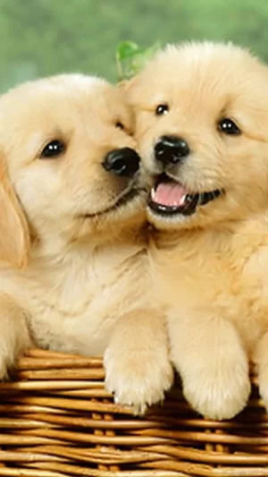 Puppy Wallpaper