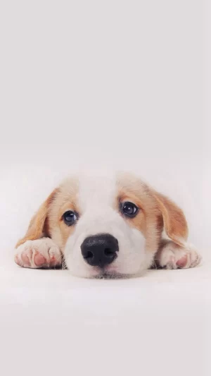 Puppy Wallpaper