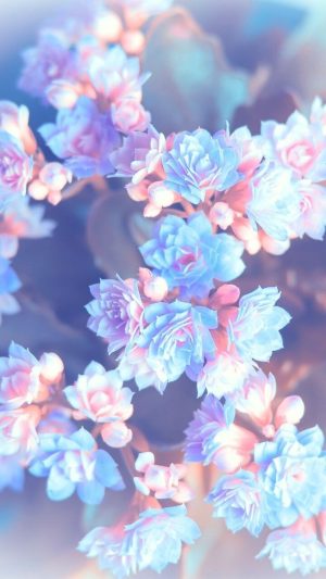 Flower Background