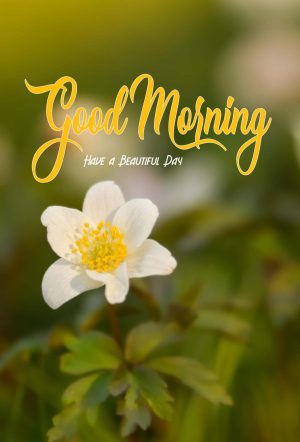 HD Good Morning Wallpaper