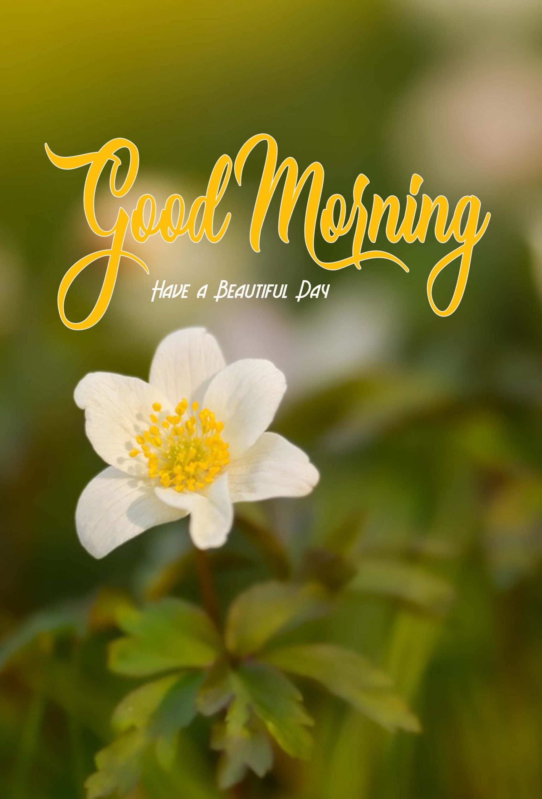 HD Good Morning Wallpaper | WhatsPaper