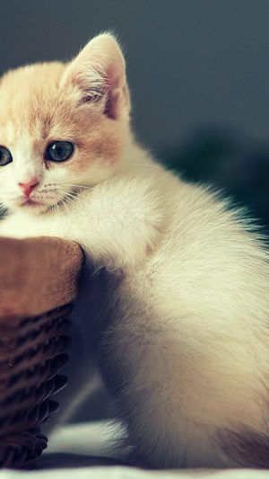 Kitten Wallpaper