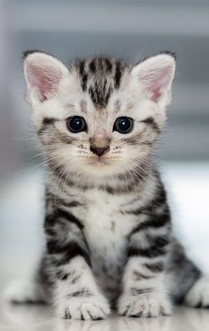 Kitten Background 