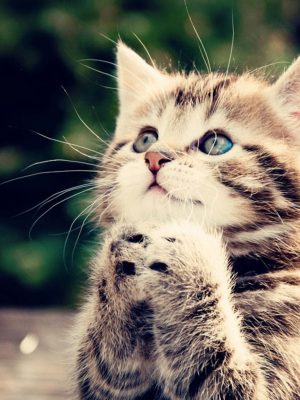 4K Kitten Wallpaper 