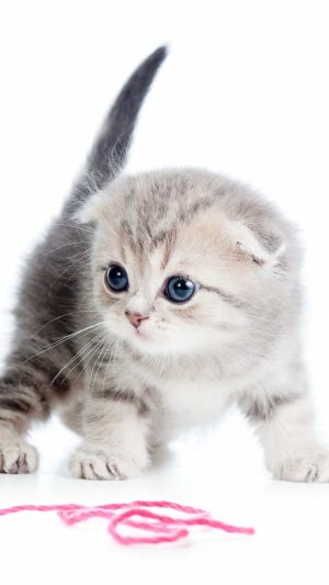 Kitten Wallpaper